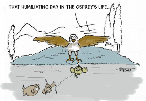 day_in_ospreys_life